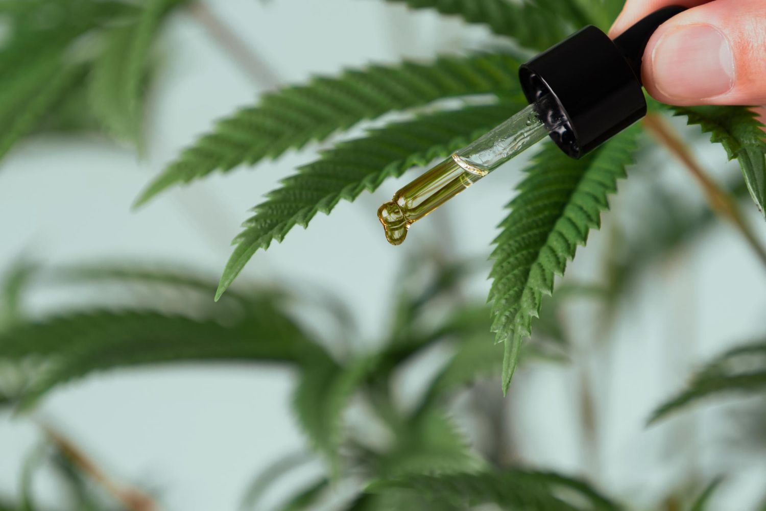 CBD oil