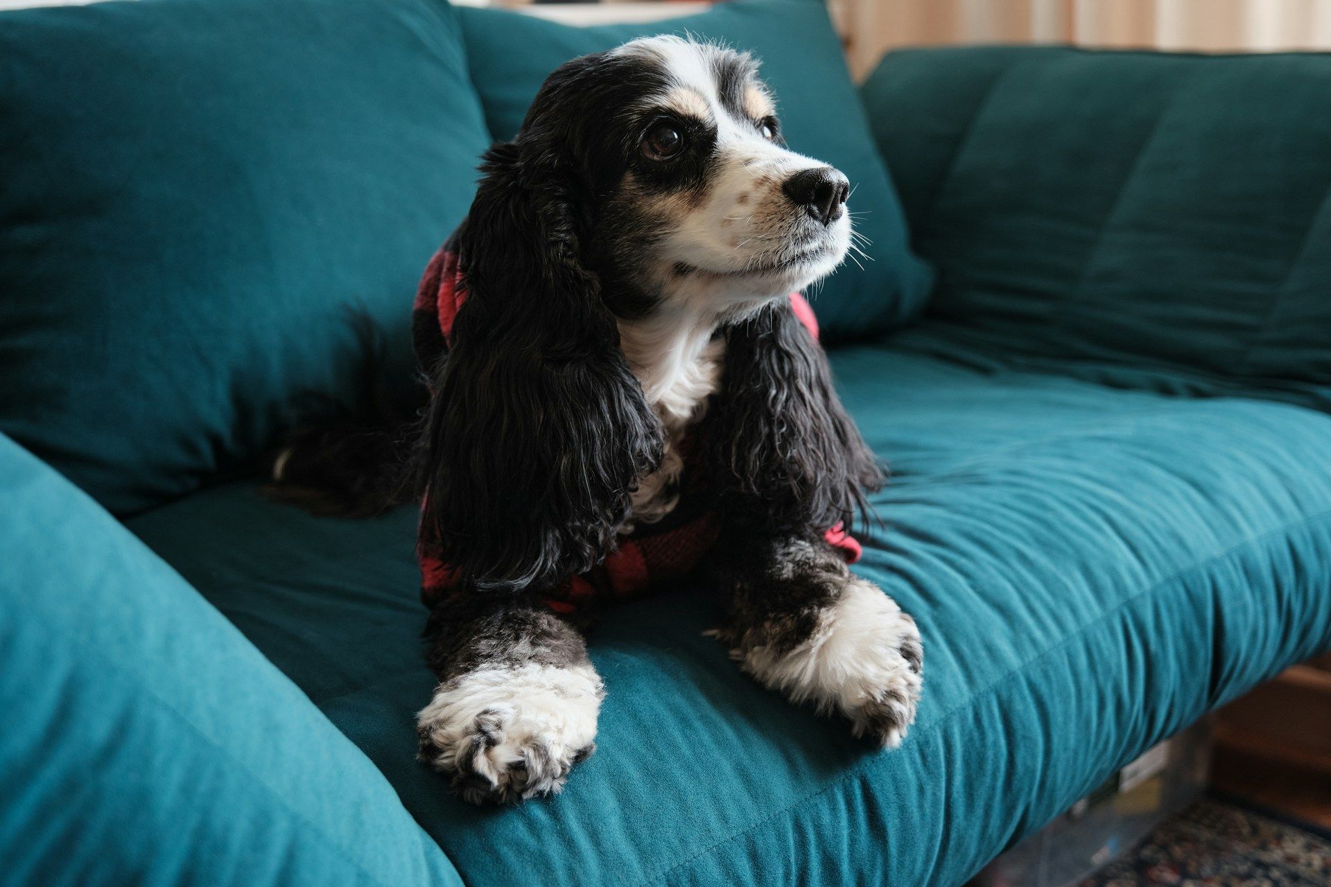 dog sitting on a couch