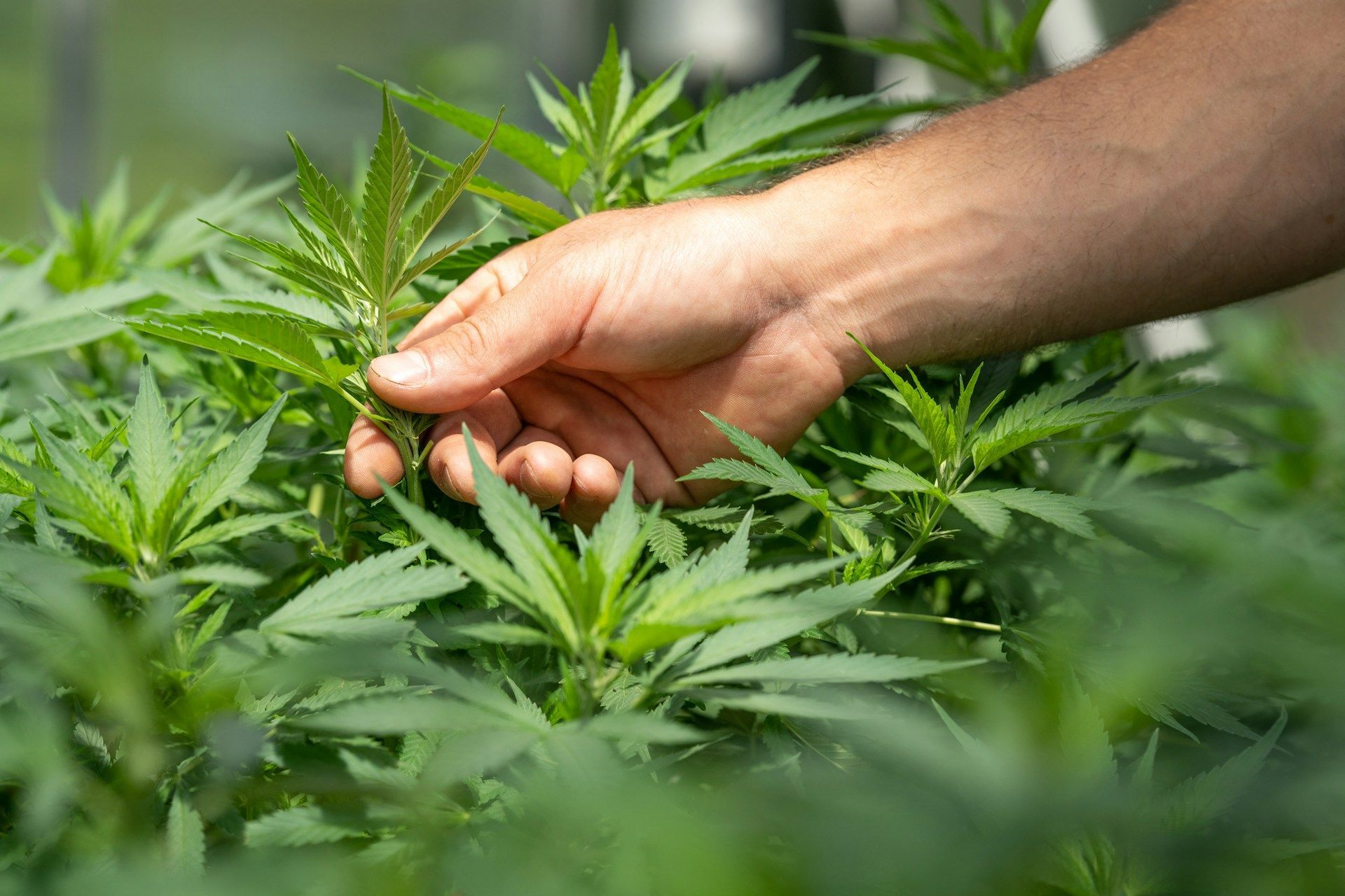 recreational cannabis dispensary
