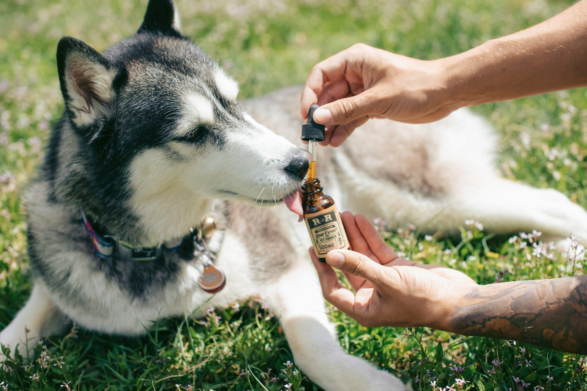 cbd oil for dog