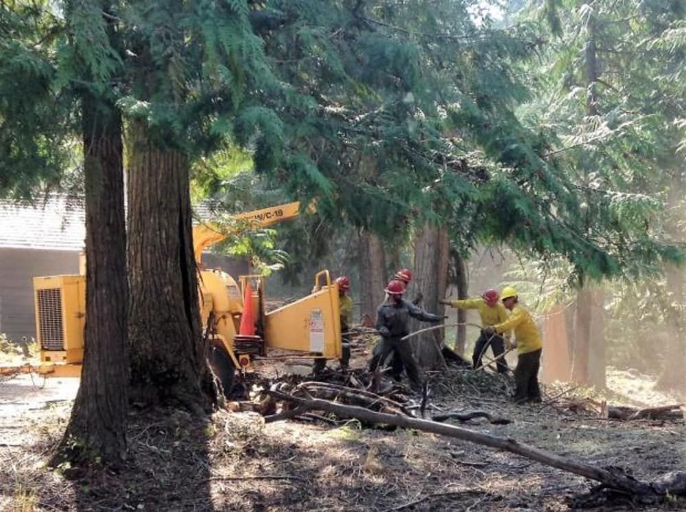 A group of people are working on a tree in a forest.