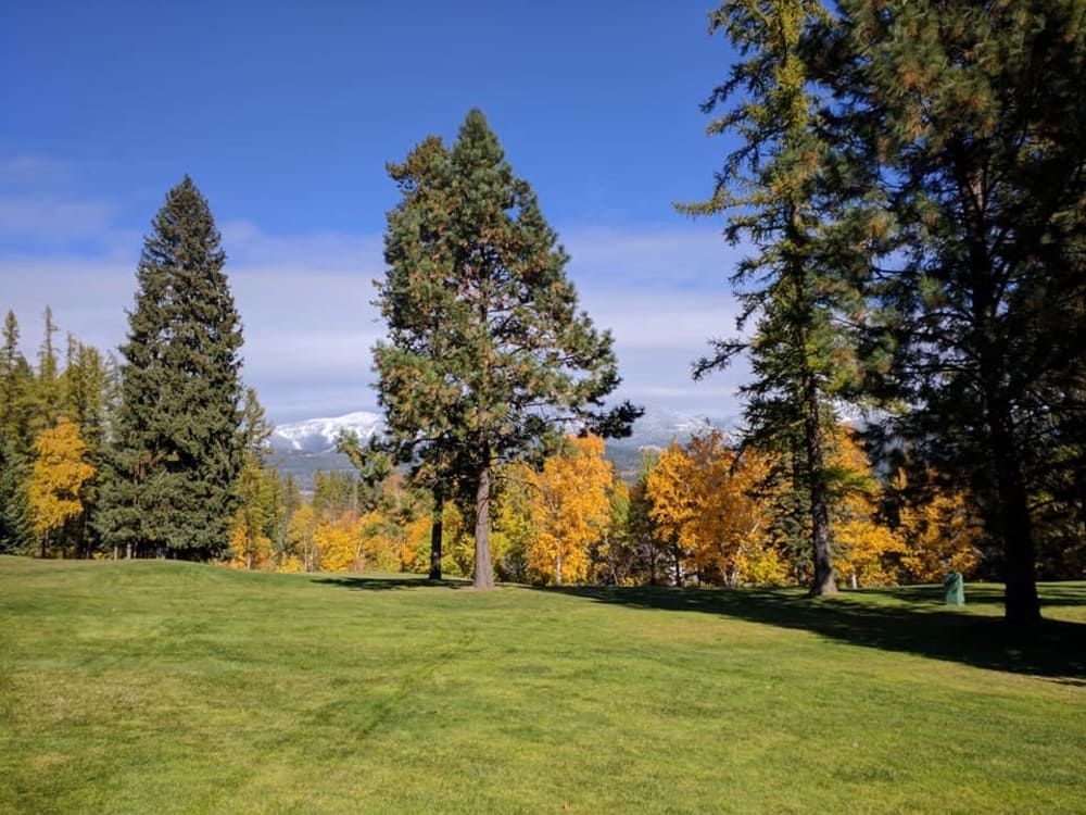 A lush green field with trees and mountains in the background