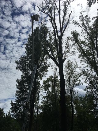 Insurance Tree Removal – Expert Arborist in Ellisville, MS