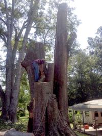 Stump Grinding – Large Tree Removal in Ellisville, MS