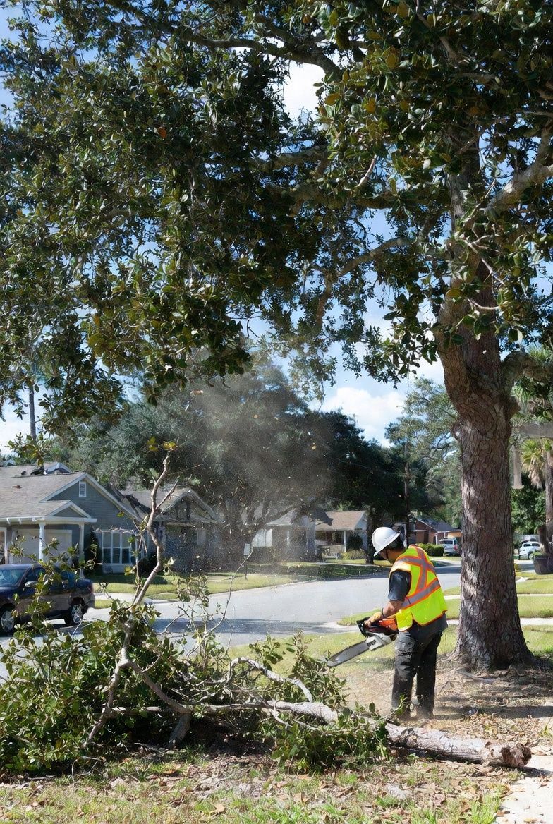 Arborist in safety gear using a chainsaw to cut branches from a large tree in a suburban neighborhood.