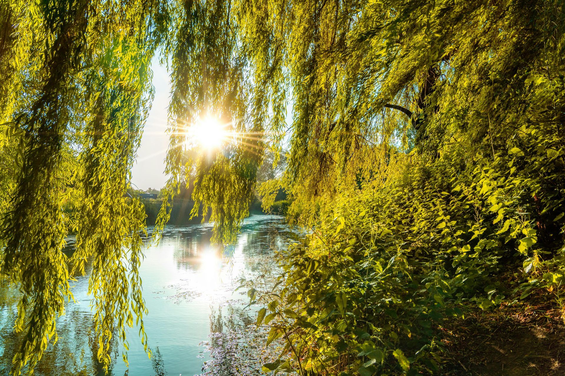 Sunlight filtering through a willow tree