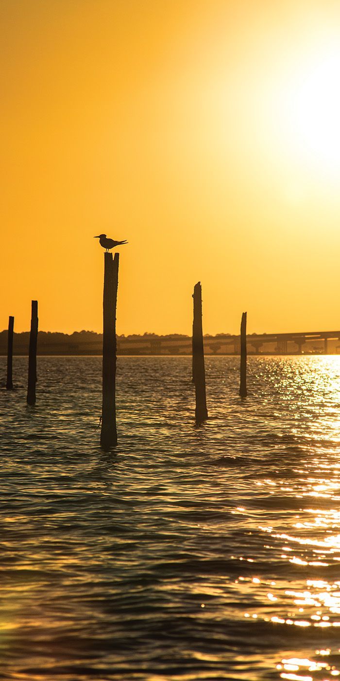 A bird is perched on a pole overlooking the ocean at sunset.