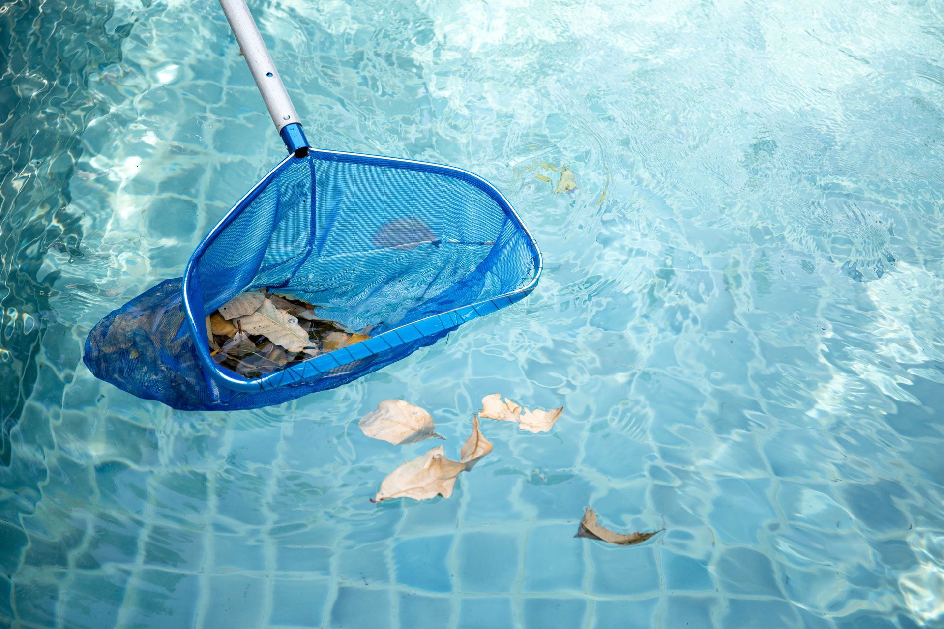 A blue leaf net is being used to clean a swimming pool.