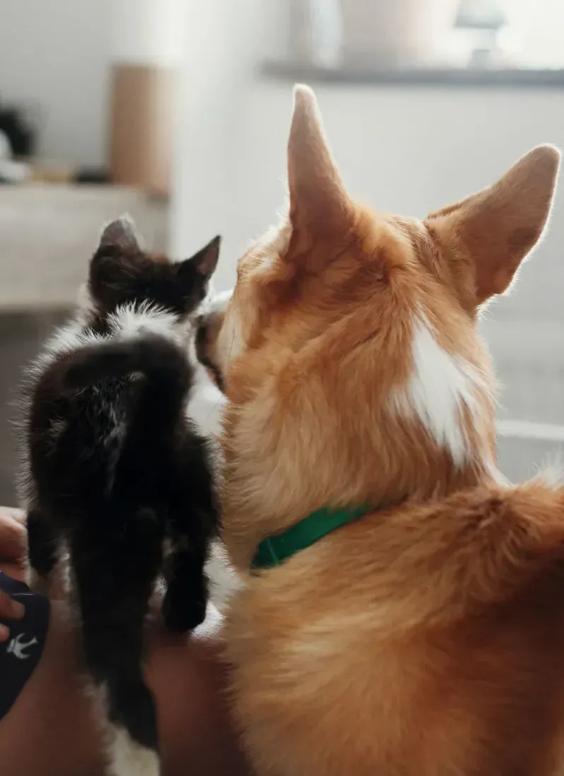 A black-and-white kitten sits beside a tan dog with a green collar, both facing away from the camera as they look ahead together, creating a sweet moment of companionship.