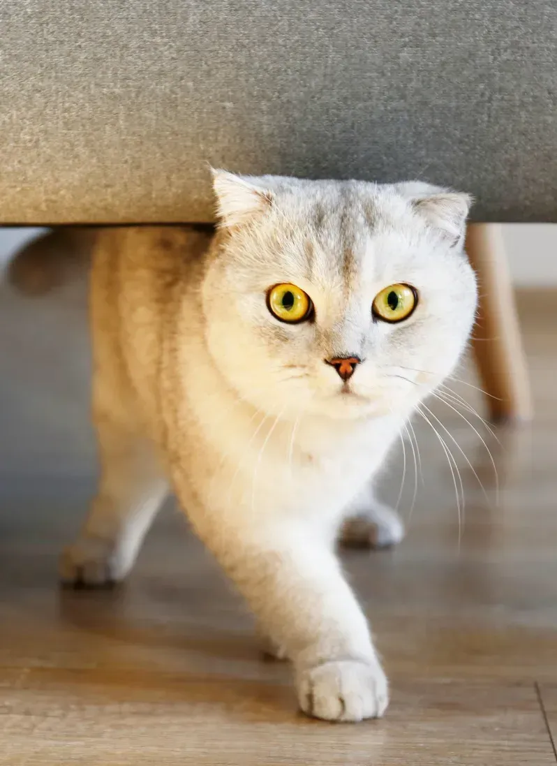 A cream-colored cat with folded ears and bright yellow eyes walks out from beneath a piece of furniture, looking alert and curious indoors.