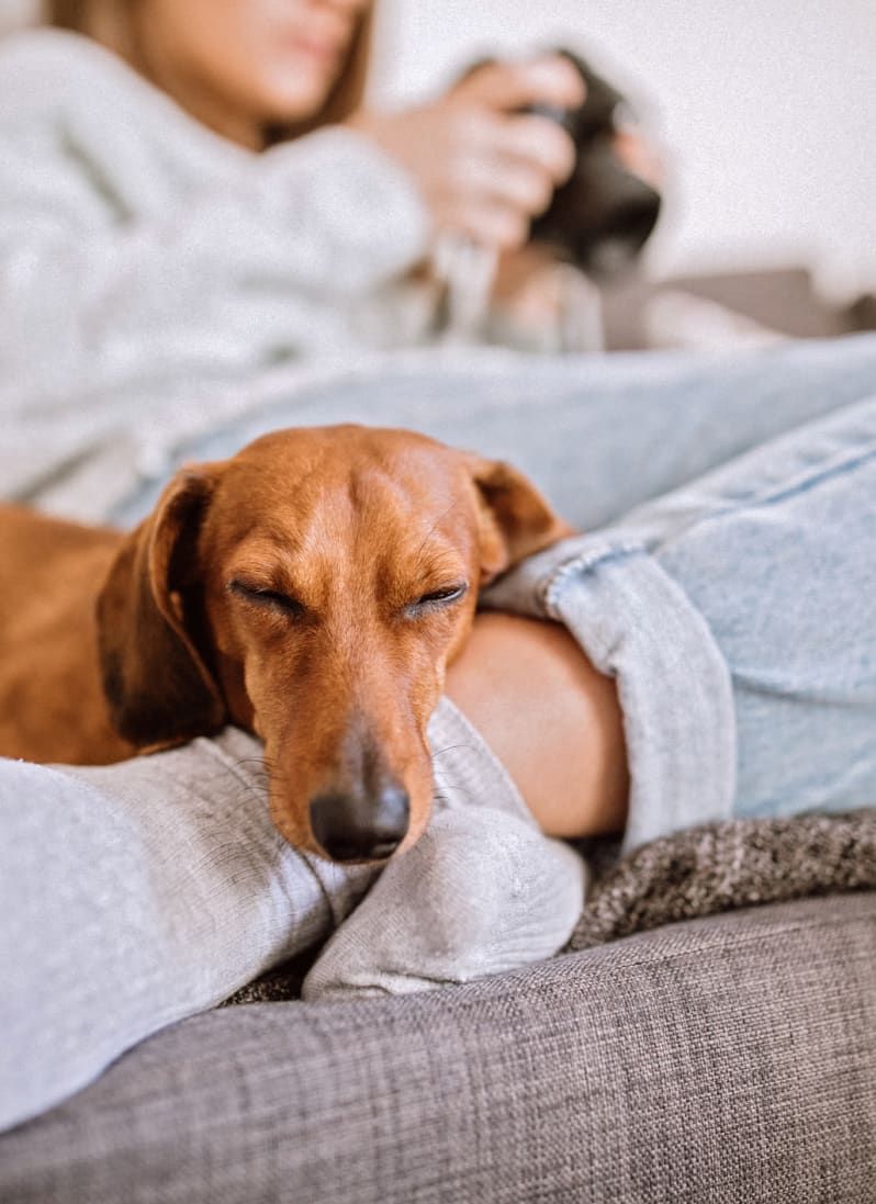 A brown dachshund naps with its head resting on a person's leg while cuddled up on a couch, creating a warm and cozy scene.