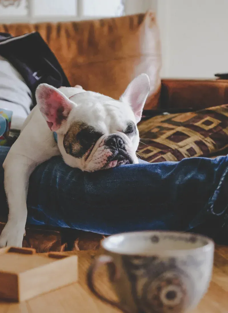 A white French Bulldog with a black eye patch rests its head on a person's leg while relaxing indoors, looking sleepy and content in a cozy living room.