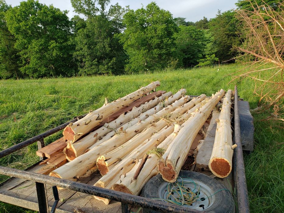 Cedar logs in a trailer bed
