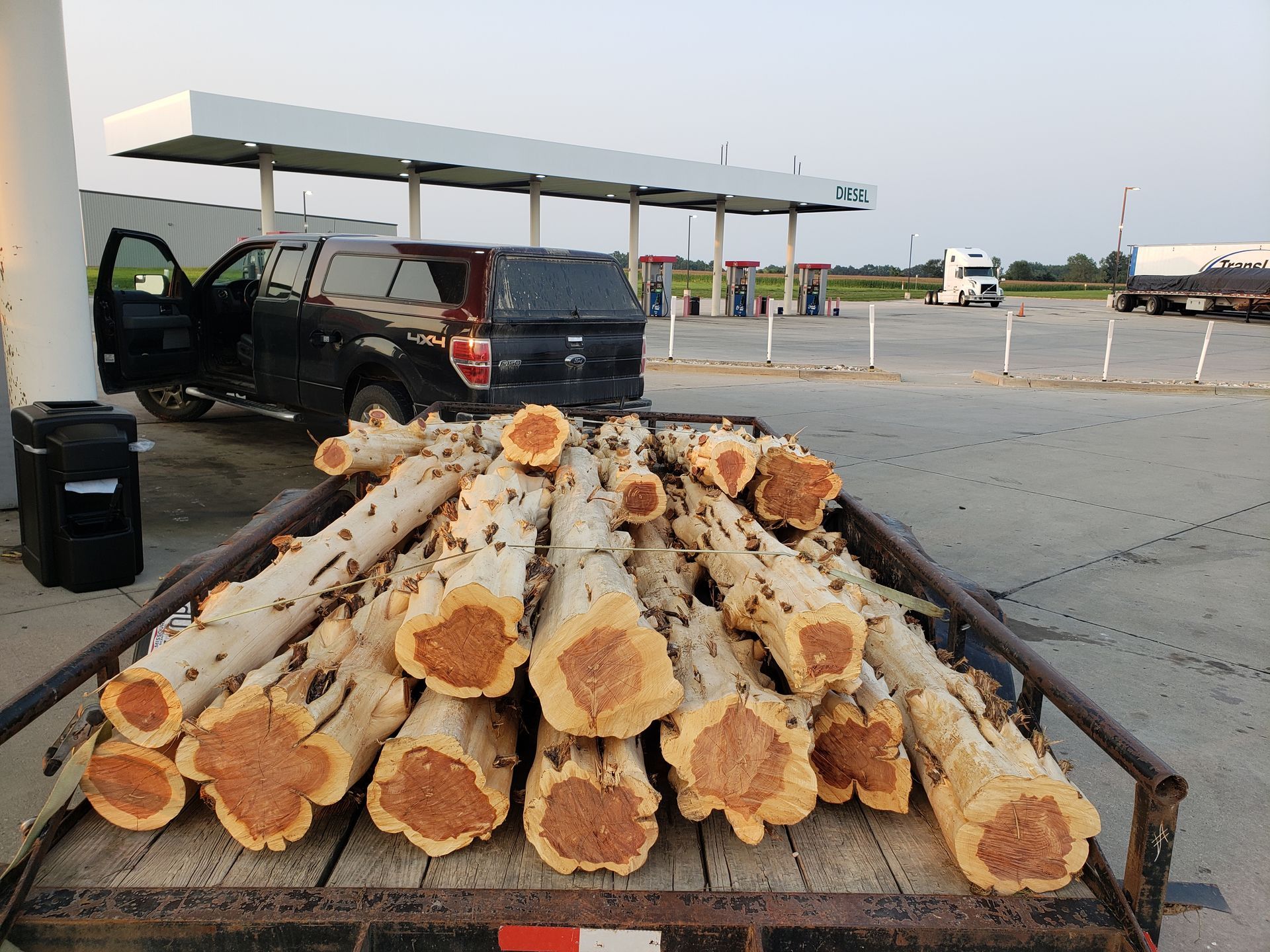 cedar logs in small trailer