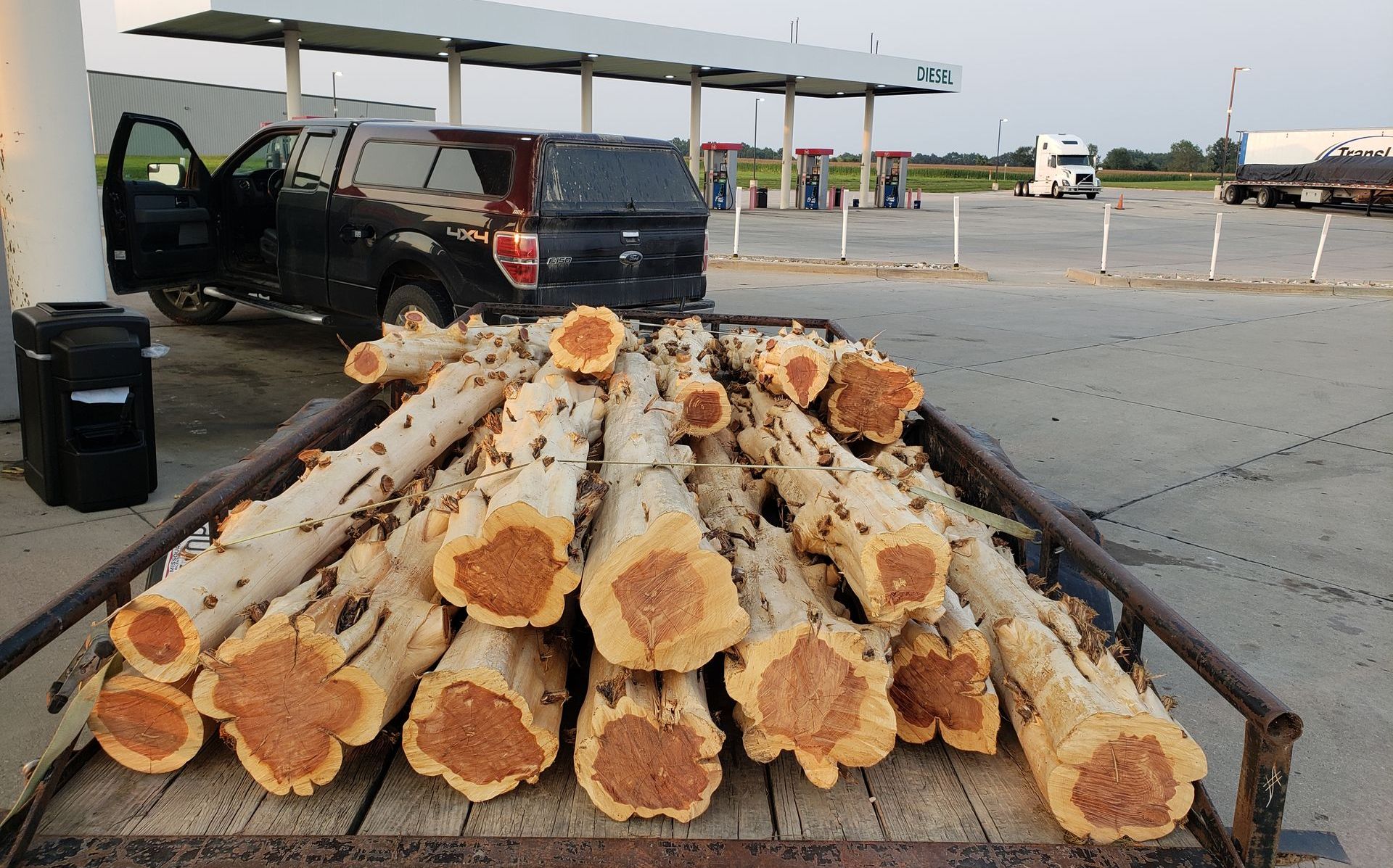 Cedar logs being transported in trailer