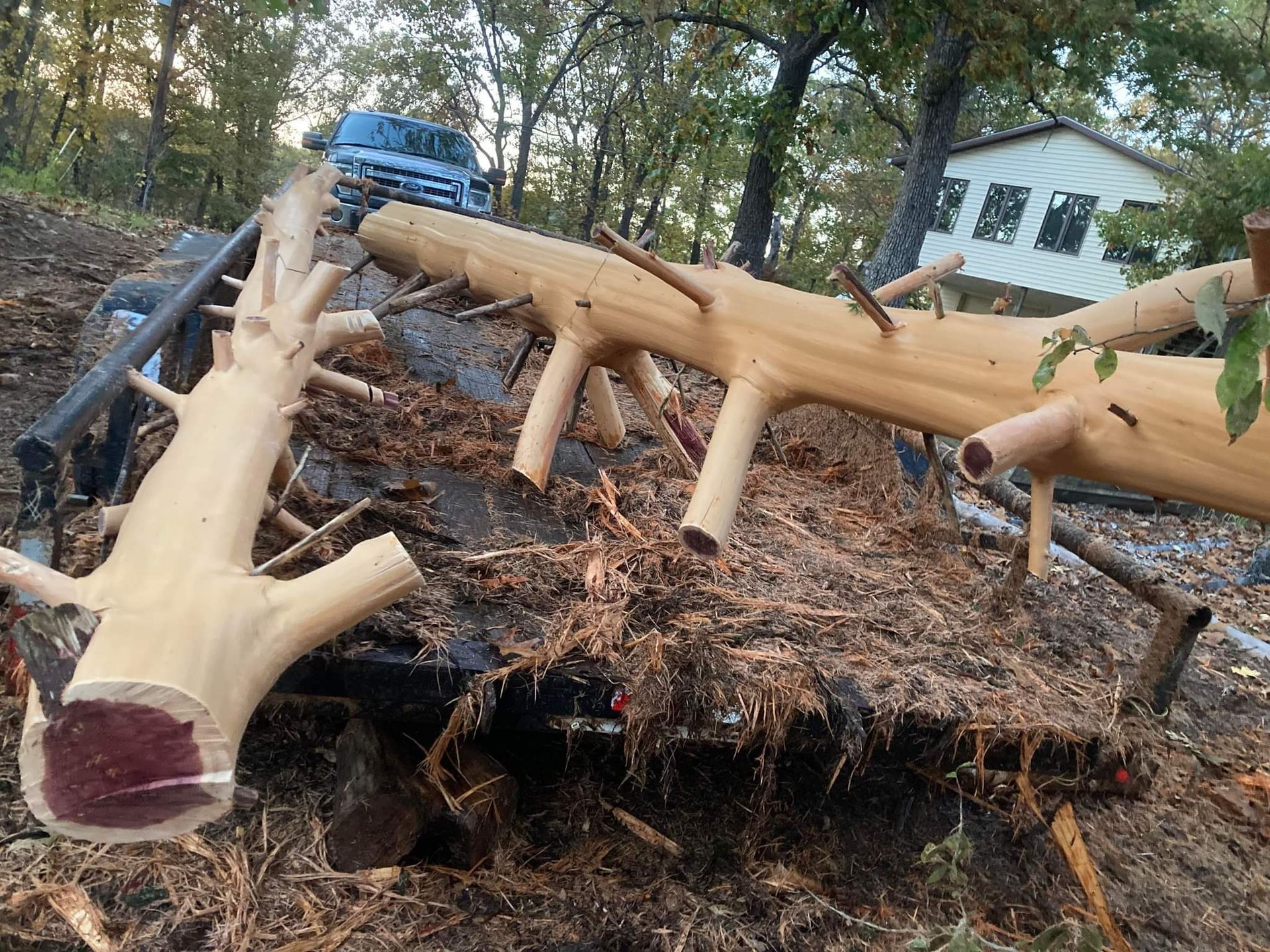 Cedar logs at excavation site