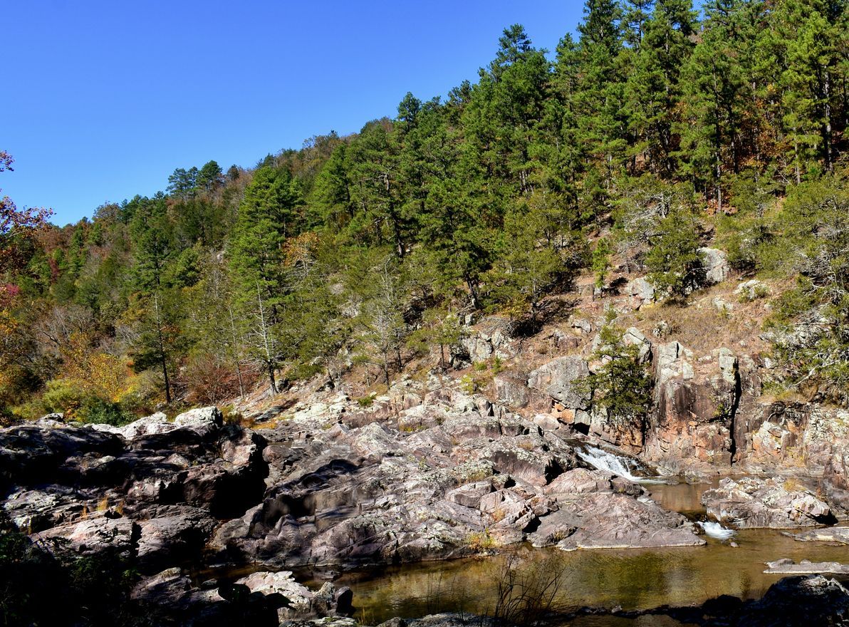 Cedar Trees on a rocky cliff