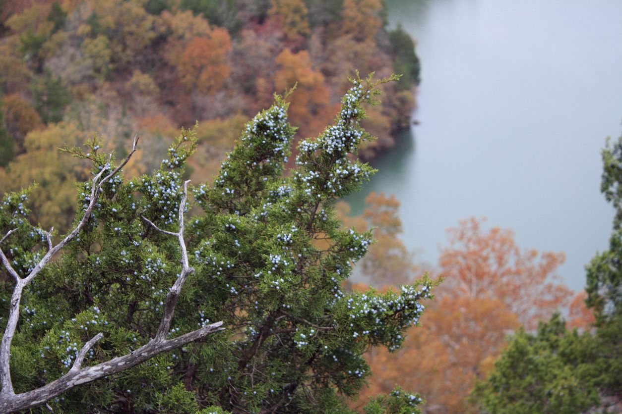 Cedar tree branch overlooking a lake