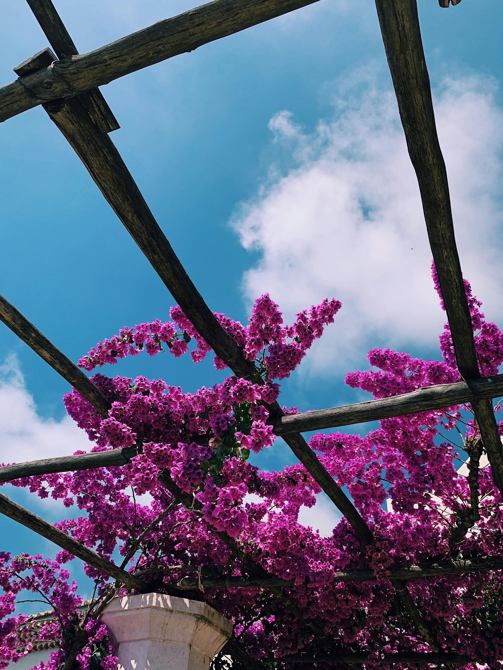 pergola structure with flowers