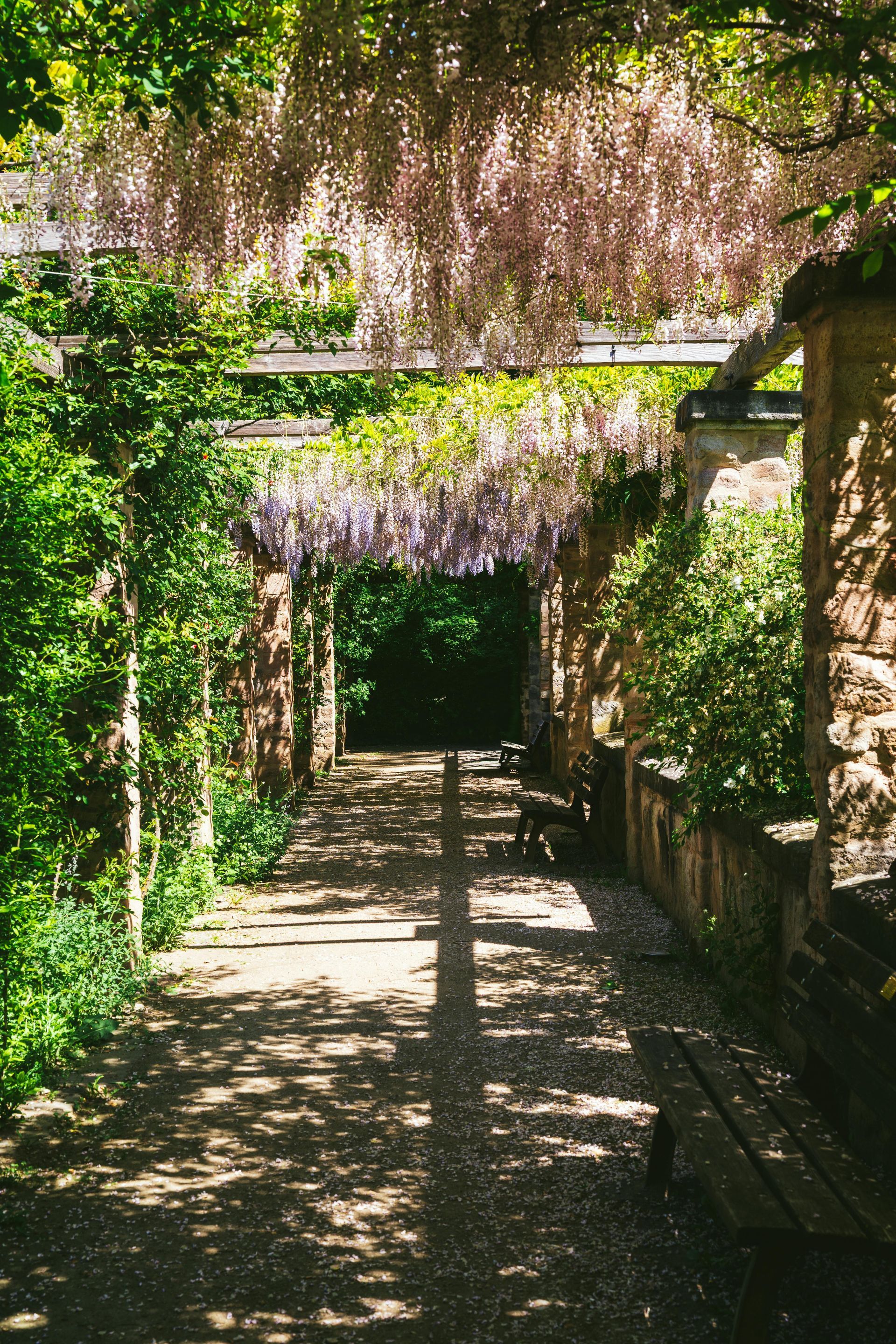 flowers on pergola