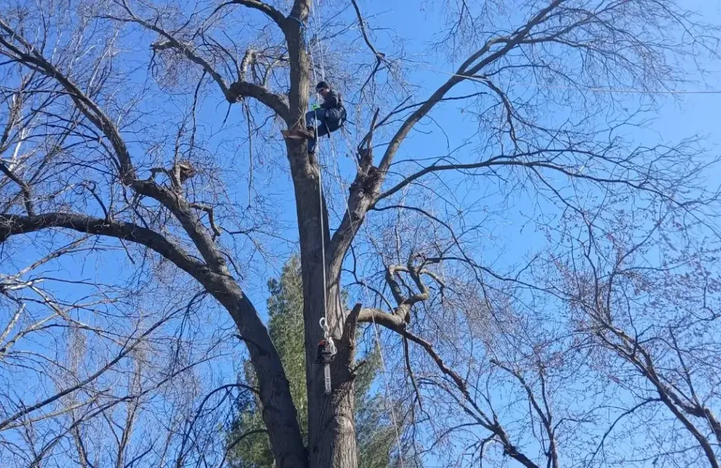 About Big Beaver Tree Services