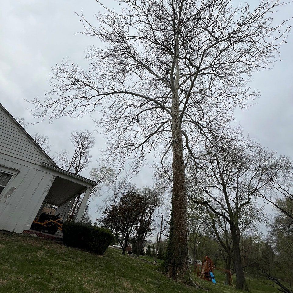 Tree Pruning in Lee Summit, MO