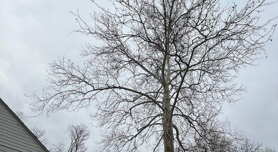 Tree Pruning in Lee Summit, MO
