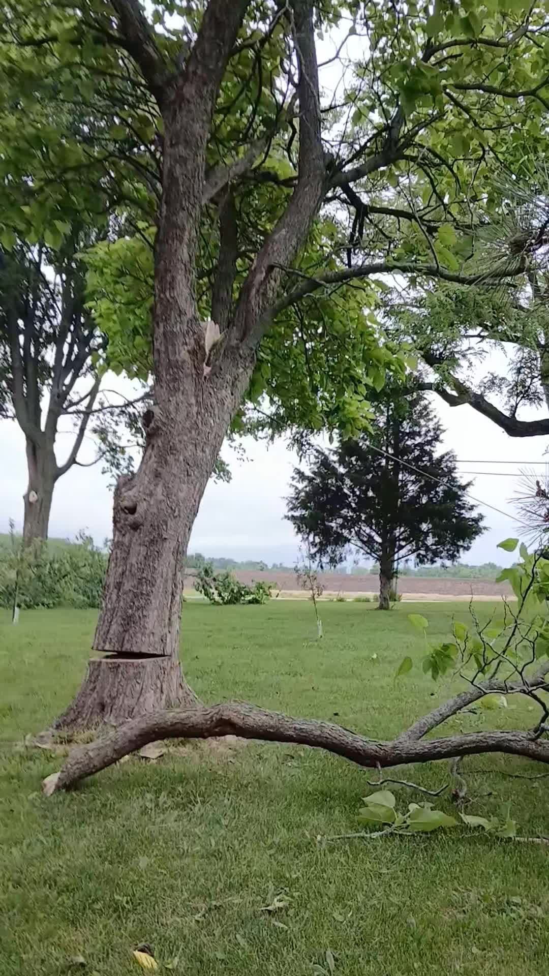 Tree Removal in Lee Summit, MO