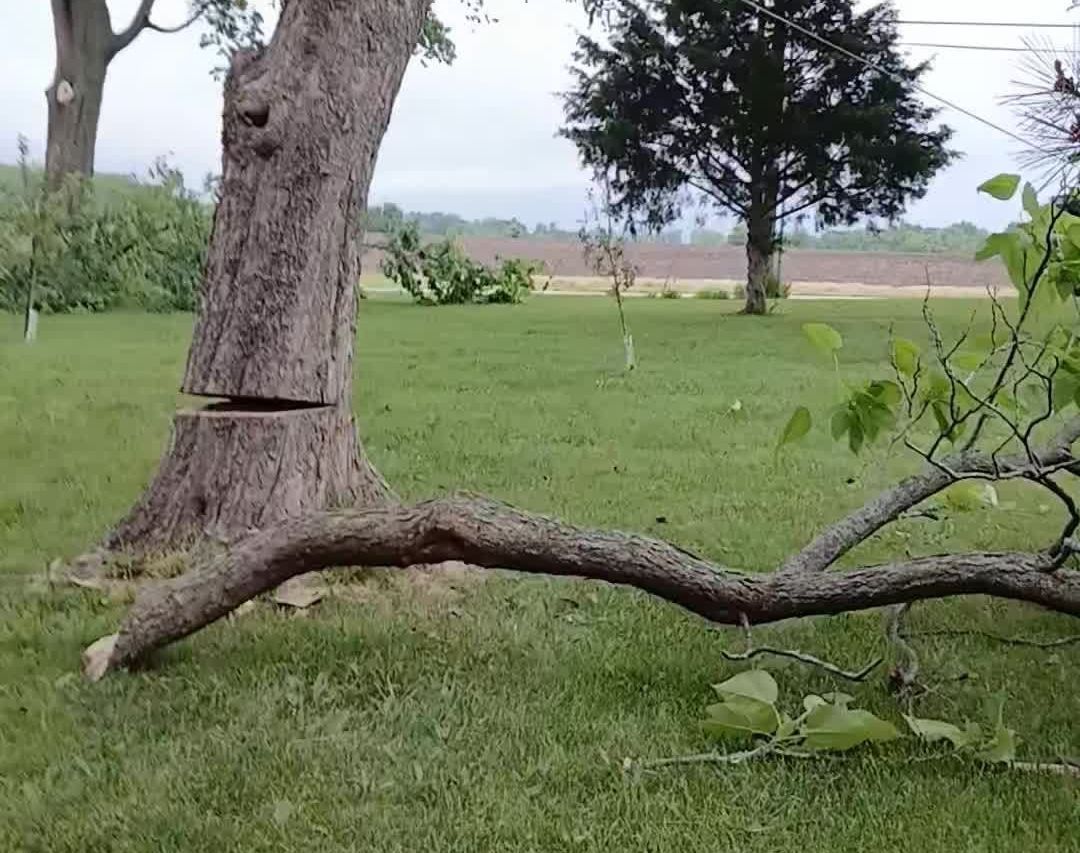 Tree Removal in Lee Summit, MO