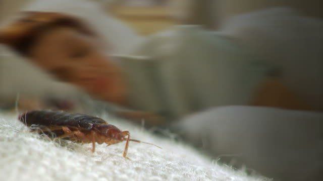 5 Cara Menghilangkan Telur Kutu Kasur yang Ampuh