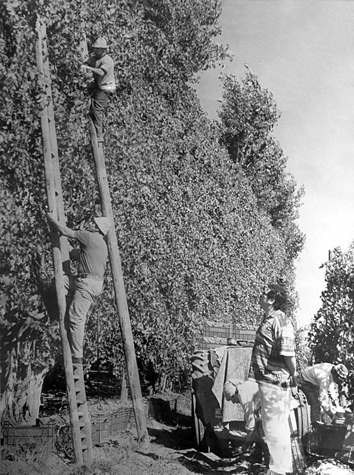 Historical photograph of the olive harvest