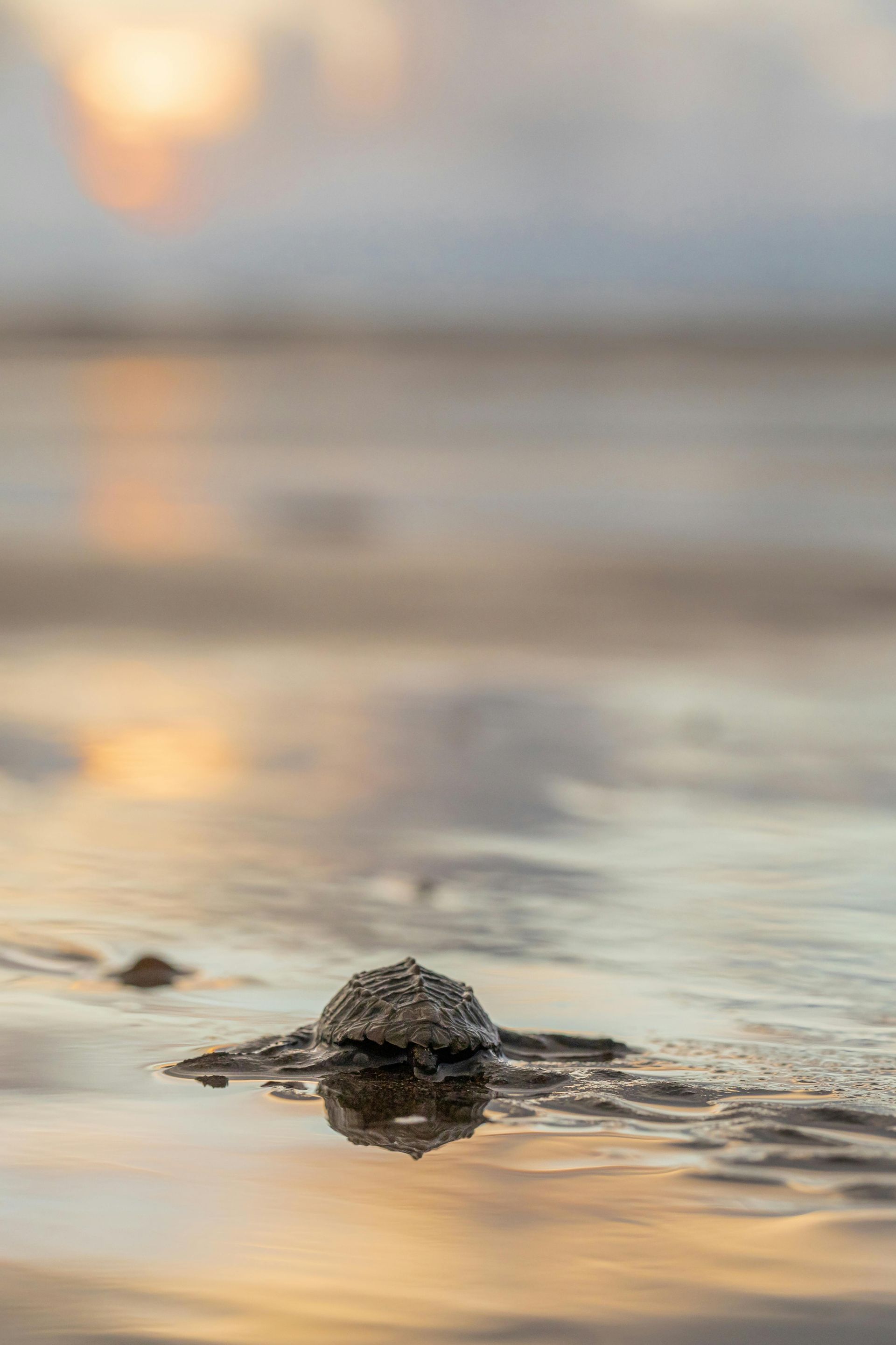 Stone in wet sand, reflecting the hazy sunrise.