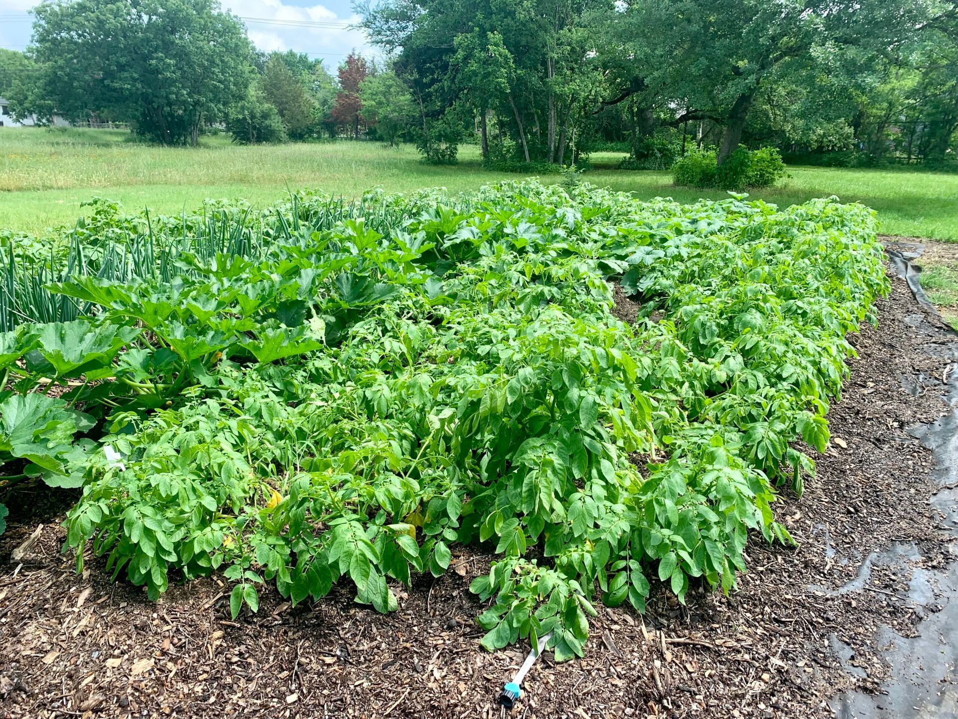 A bunch of green plants are growing in a garden.