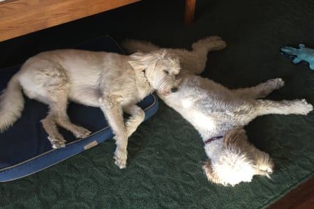Two dogs are laying on top of each other on a dog bed.
