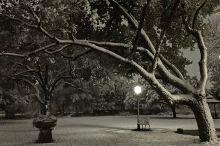 A black and white photo of a park with trees and a bench