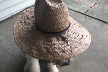 A dog wearing a straw hat is standing on a sidewalk