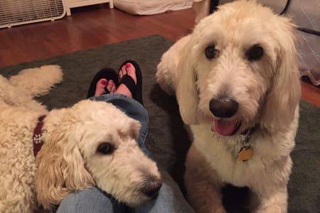 Two dogs are sitting next to each other on a rug.