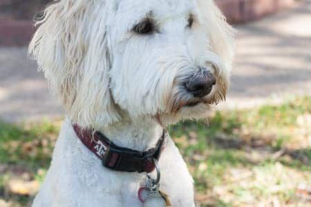 A white dog wearing a red collar is sitting in the grass.