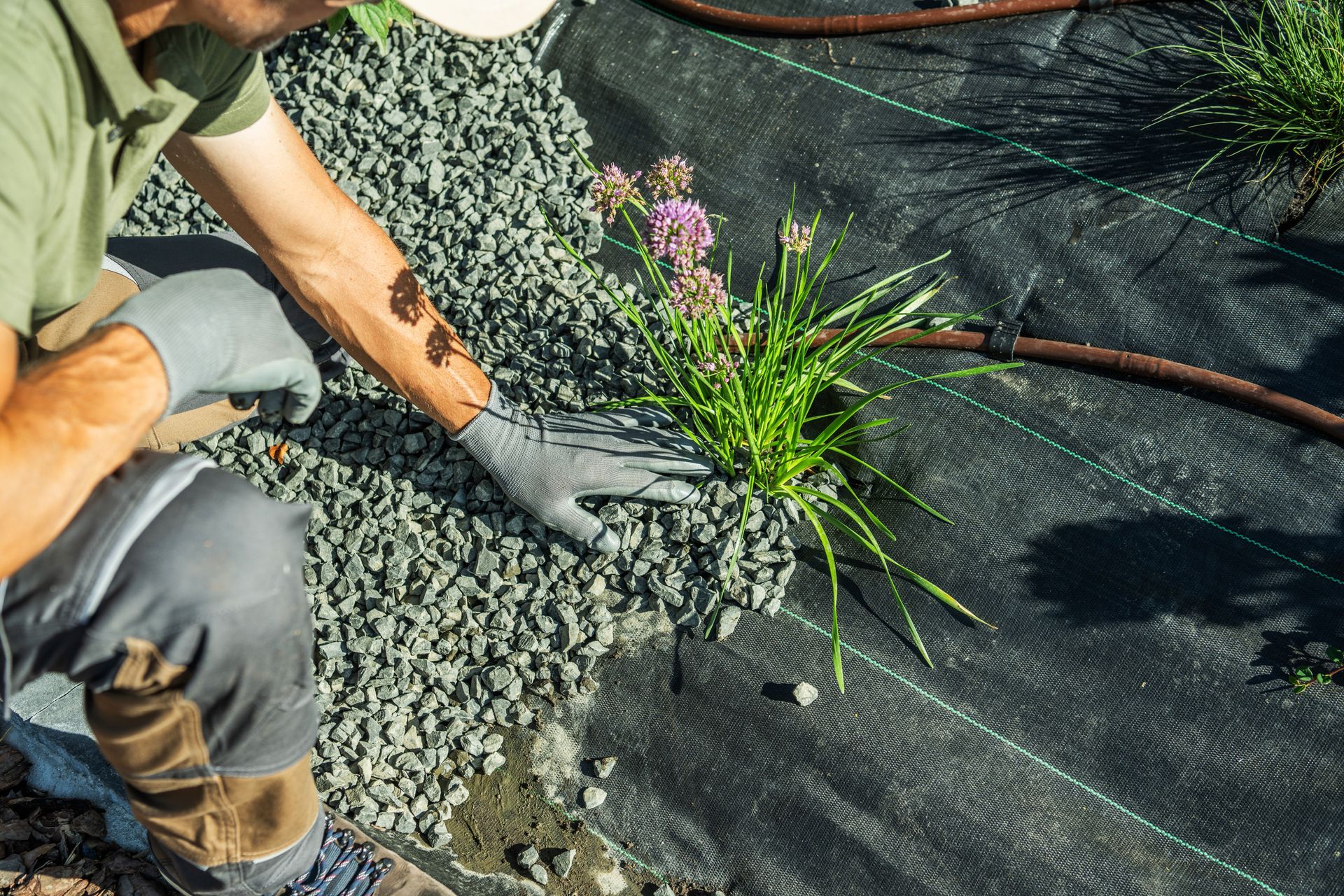 Person gardening, placing gravel around a plant. Black fabric, gray gloves, and brown irrigation tubes are visible.