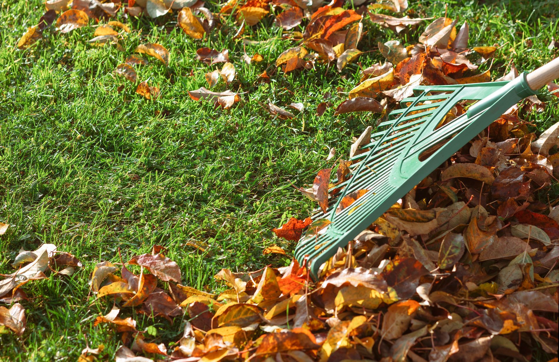 Green rake raking fallen, colorful autumn leaves on green grass.