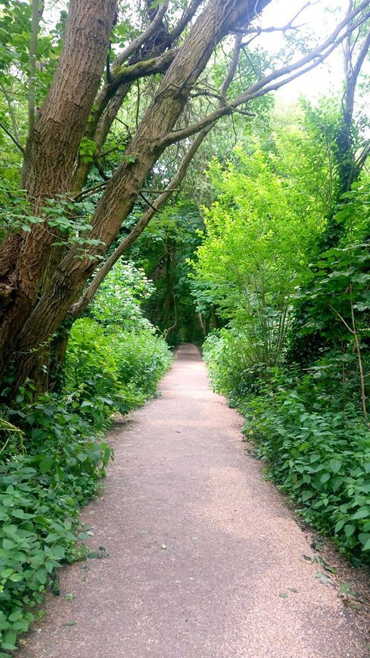 Path through a lush green forest, sunlight dappling the way ahead.