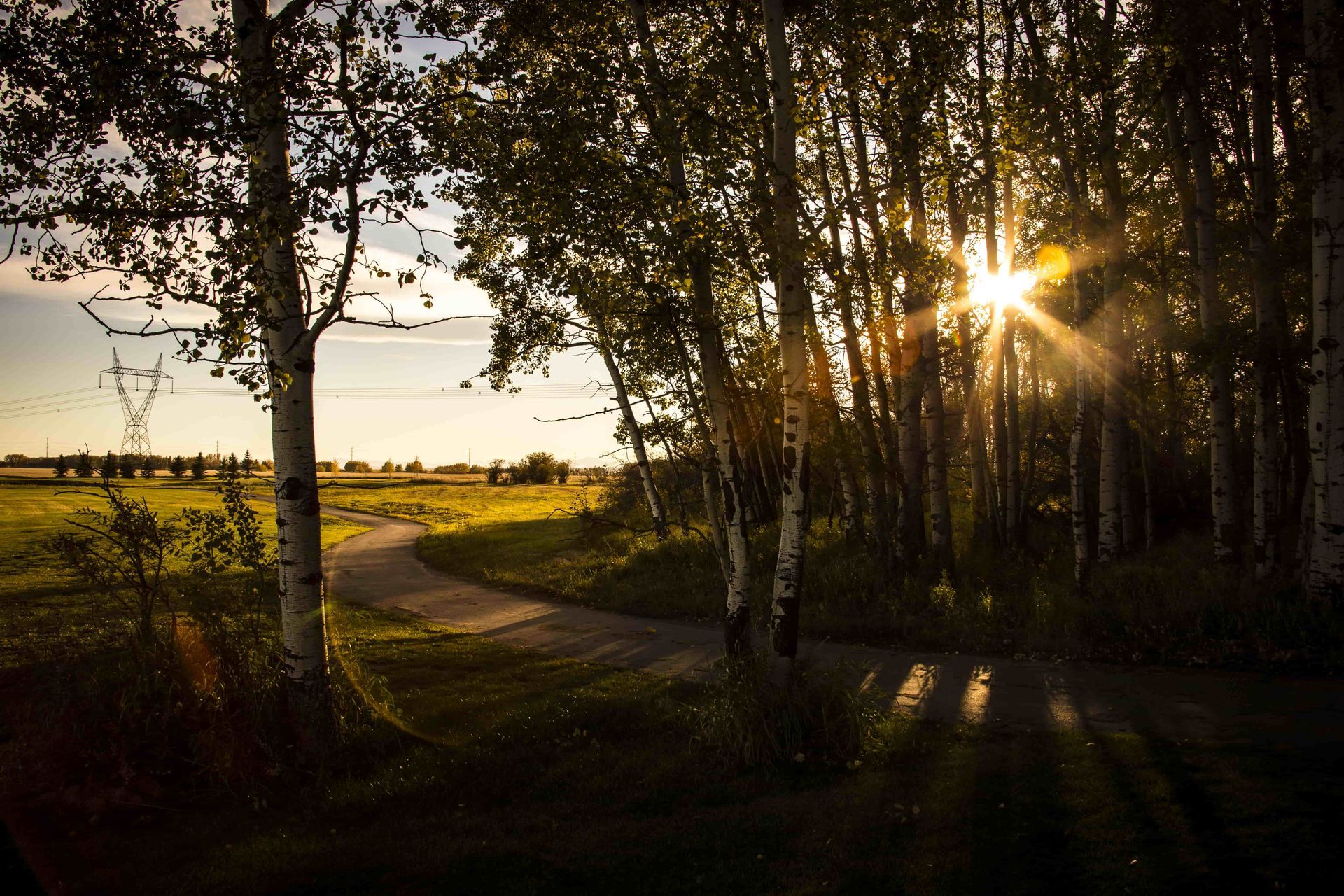 Sunlight through trees, illuminating a path in a field.