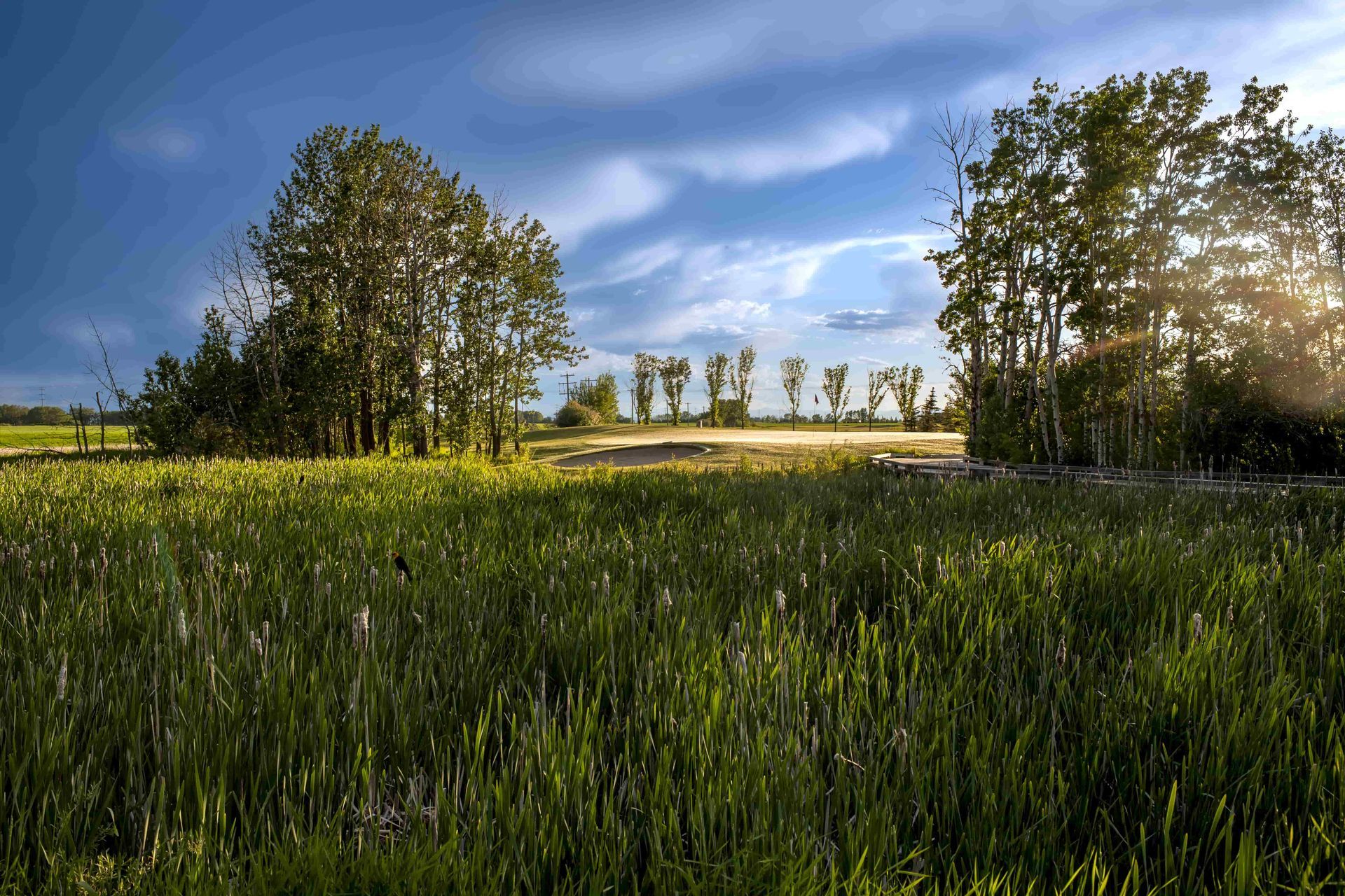 Lush green field leading to trees under a partly cloudy sky. Sunlight peeks through the trees on the right.