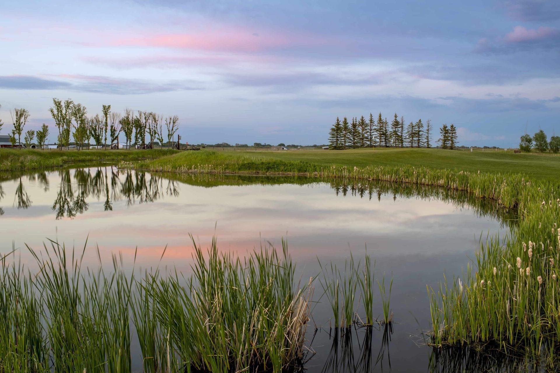 Pond reflecting the sky, reeds in the foreground, trees on the horizon, soft light.