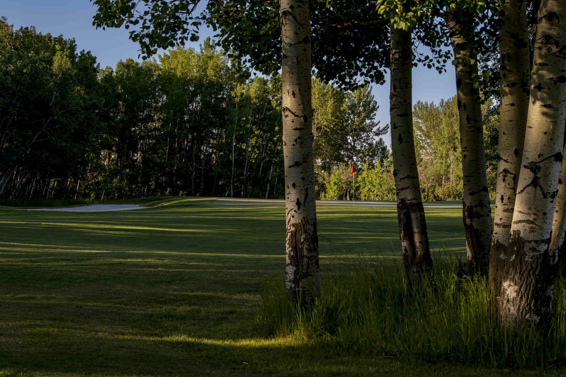 Golf course scene with trees in foreground, green grass, and sand trap.