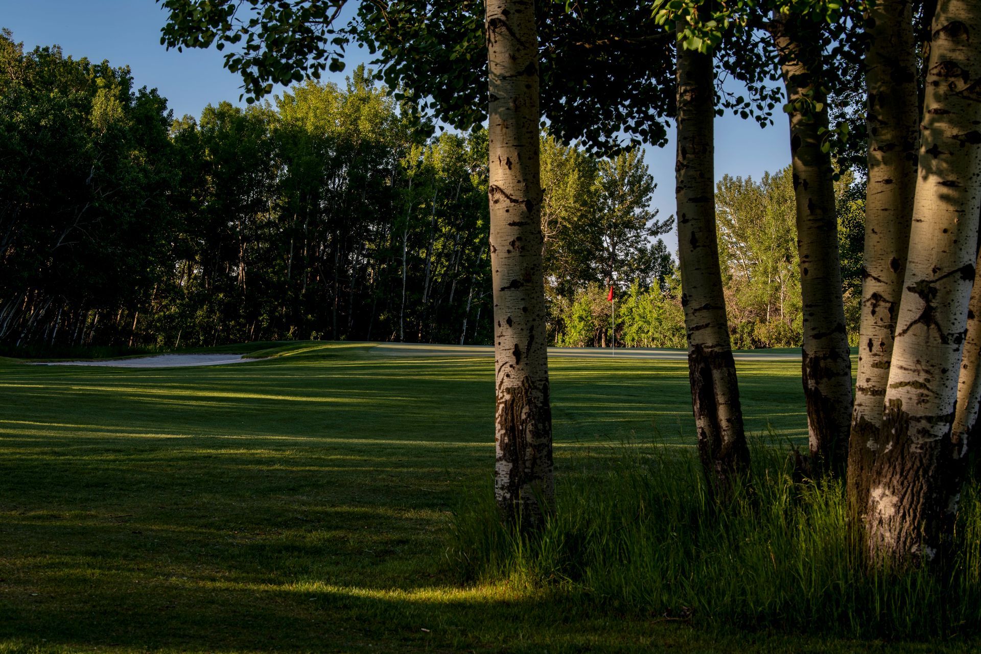 Golf course with trees in the foreground and a sand trap and flag visible in the distance.