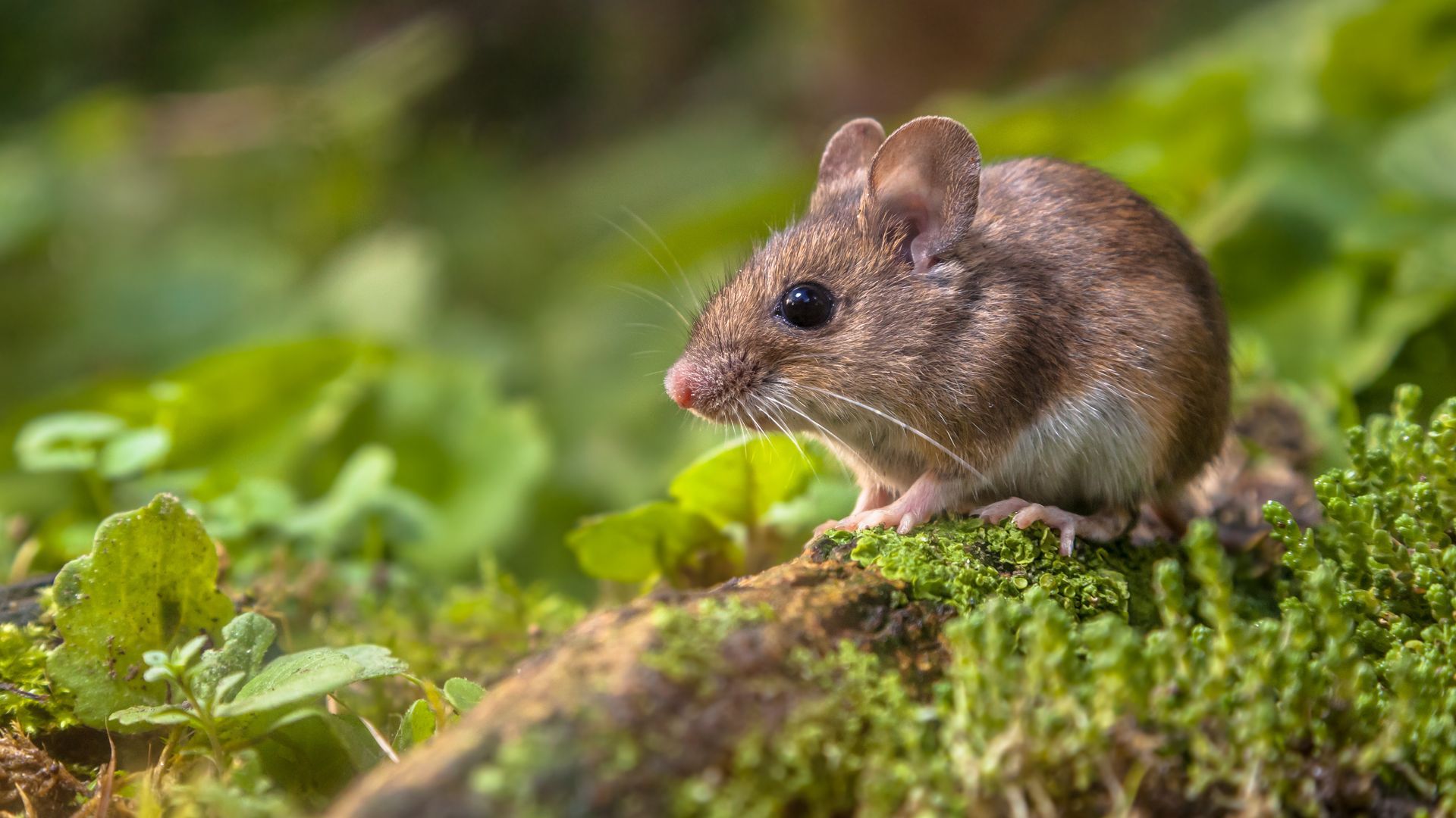 Rodent Control Athens