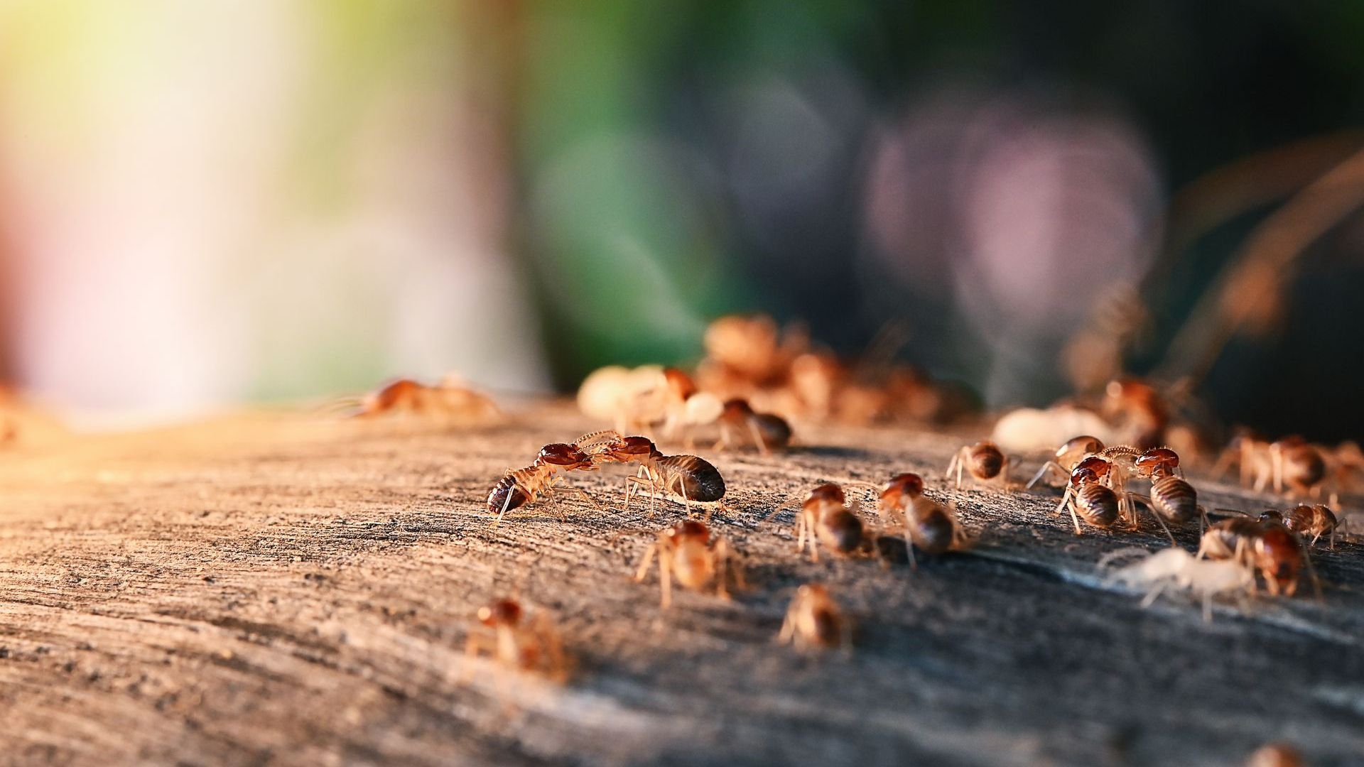 Termite Control Athens