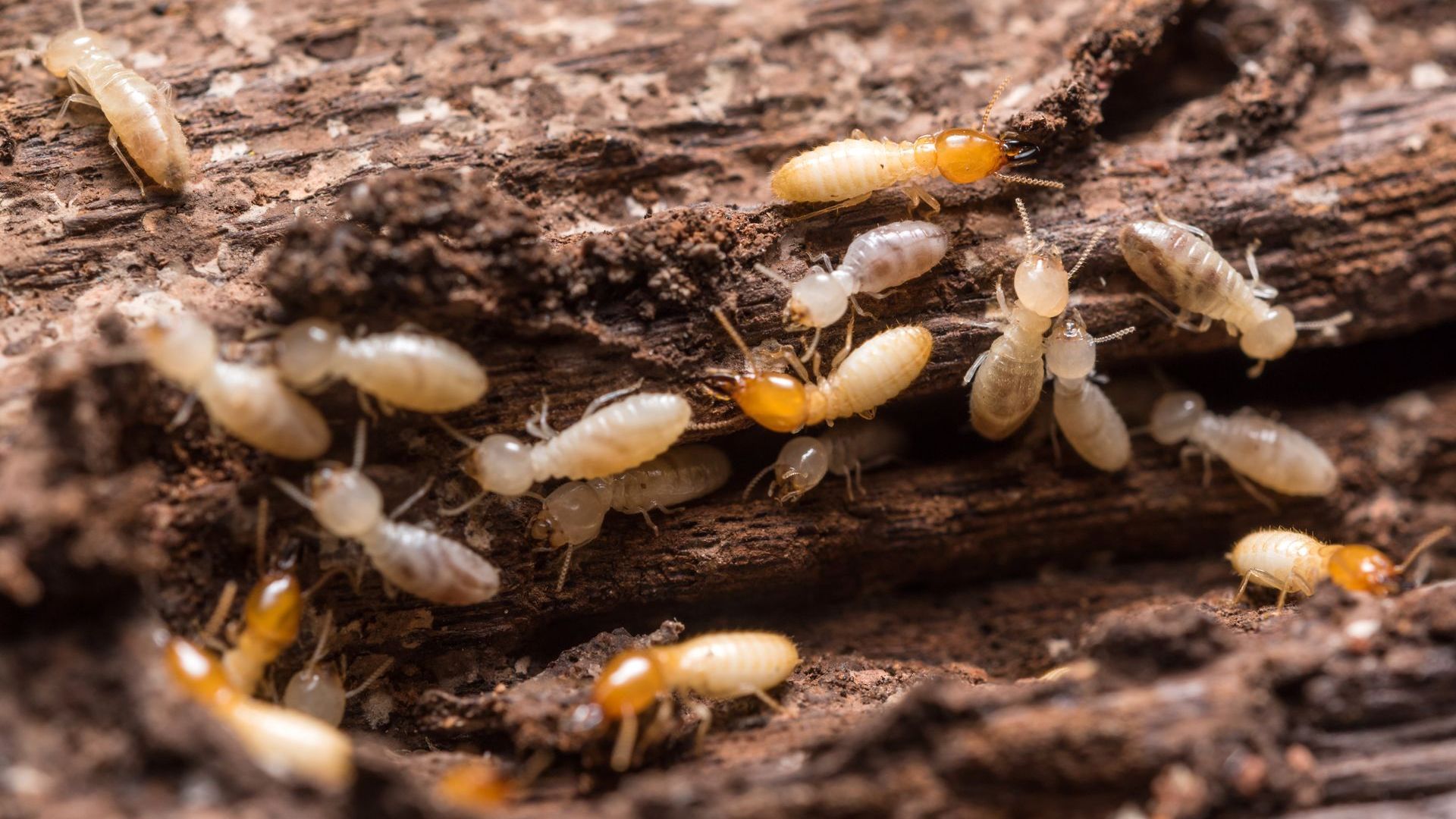 Termite Control Athens