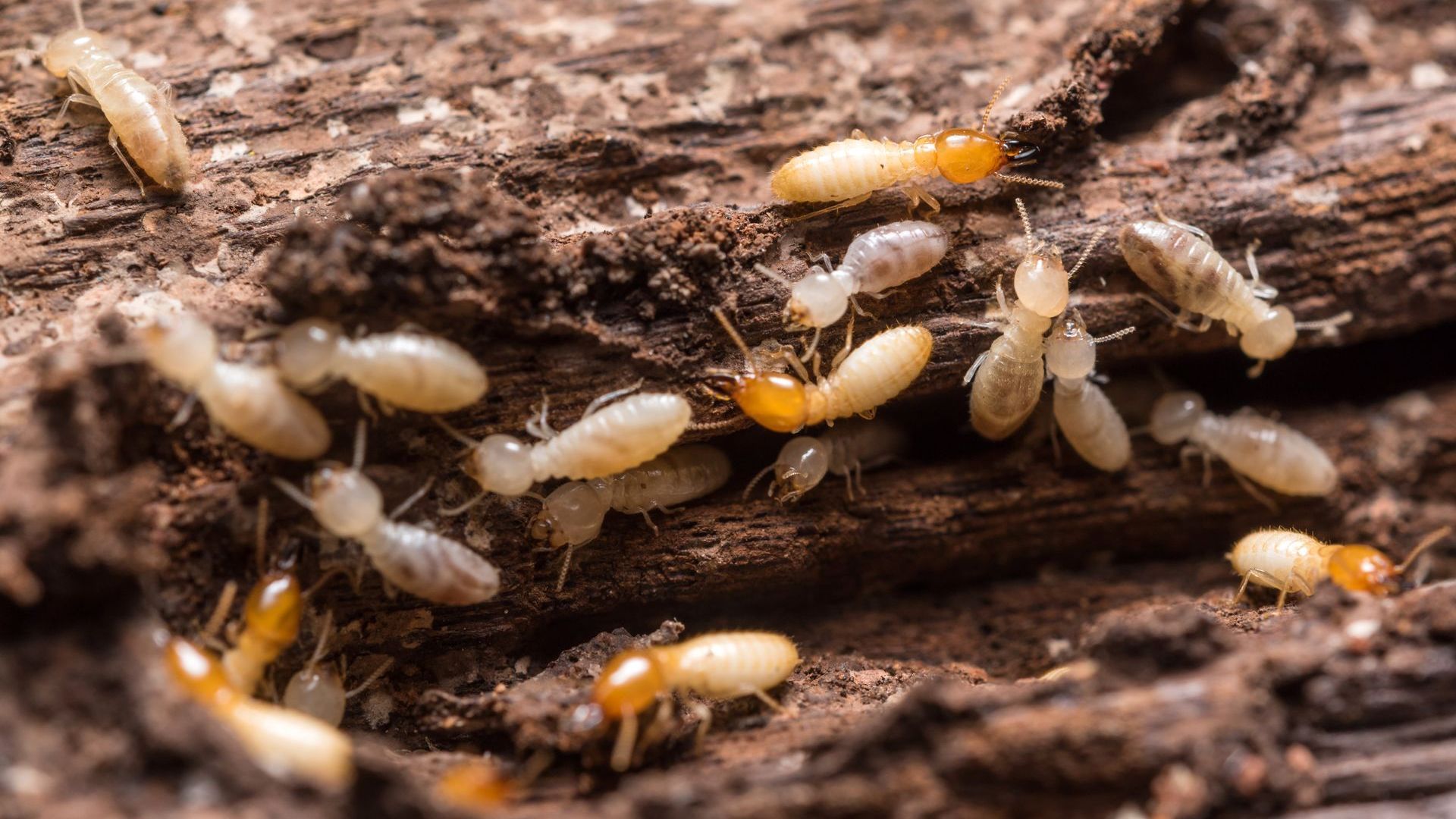 Termite Control Service Near Me